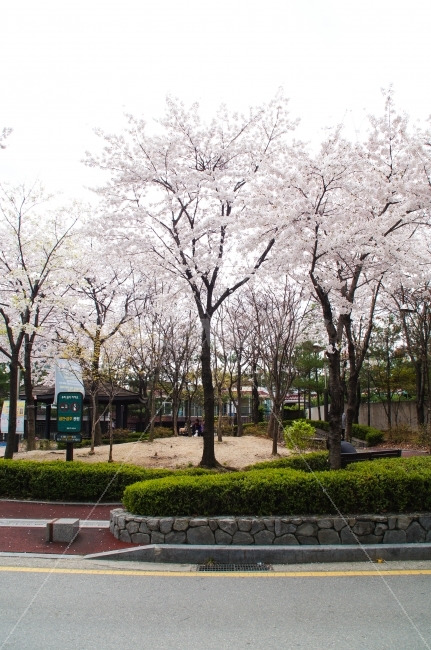 봄,봄꽃,꽃,벚꽃,꽃나무,벚꽃나무,공원,하늘,동네,마을,봄날,봄,계절,spring,season,plant,식물,blossom,flower