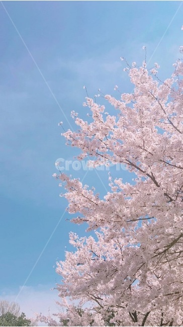 벚꽃,하늘,풍경,나무,꽃,봄