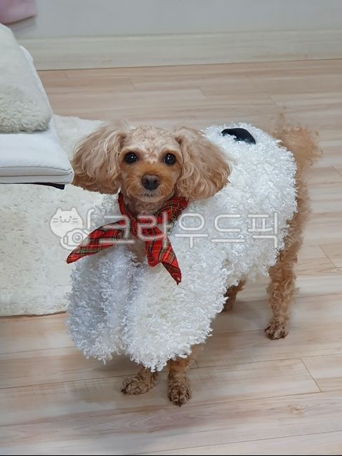 푸들,애프리푸들,애견,강아지,dog,ehdanf,pet