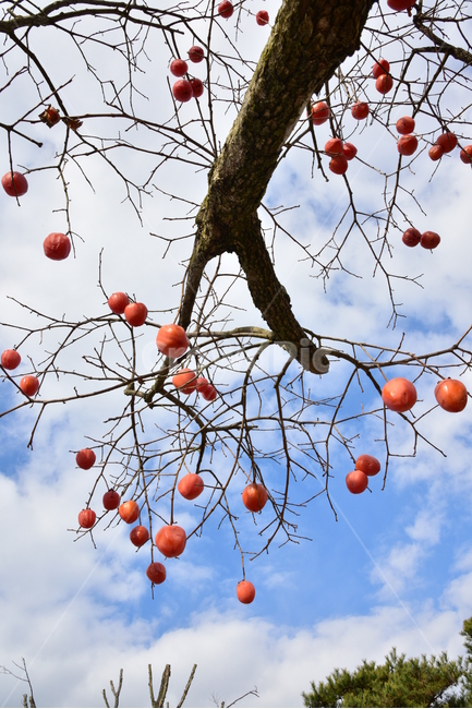 감,곶감,감나무,홍시,단감,과일,persimmon,식물,자연,plants,nature,나무,trees,wood,과일,열매,fruit