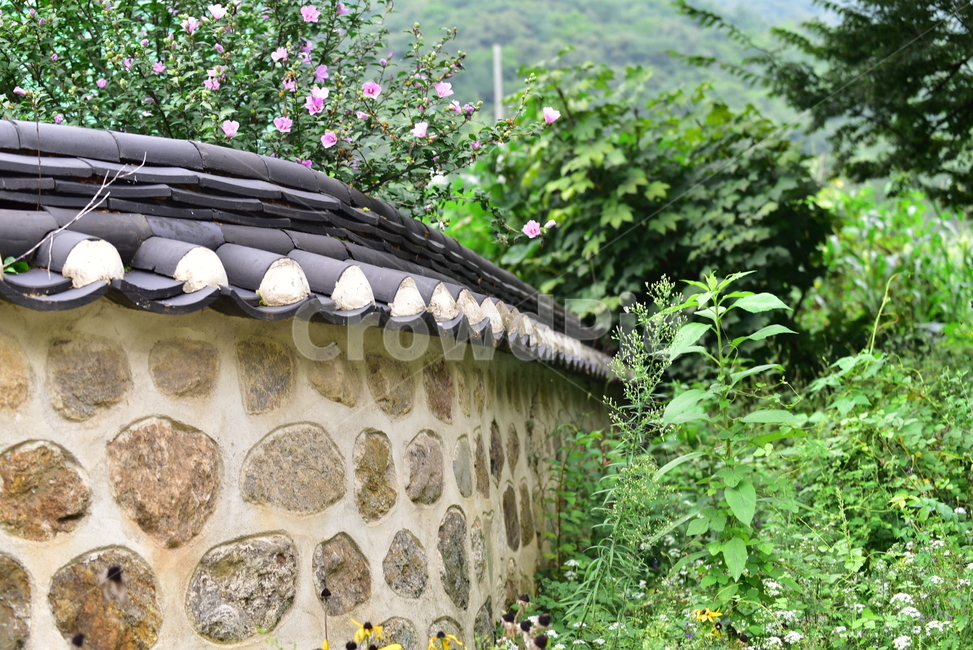 돌담,담,벽,농촌,시골,무궁화,꽃,무궁화꽃,village,country,flower,blossom,wall,stonewall,식물,자연,plants,nature,꽃,flower