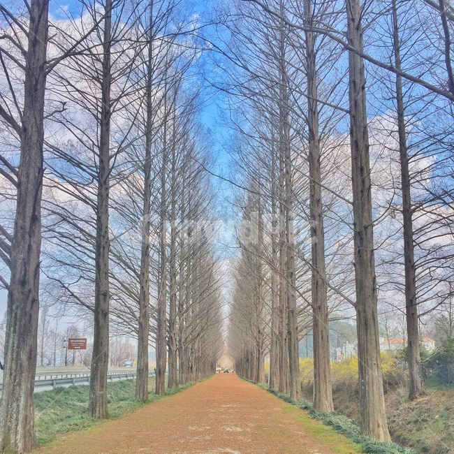 메타세콰이어,metasequoia,나무,tree,담양,damyang,식물,plant,자연,nature,옥외,outdoors,풍경,scenery,landscape,자연,풍경,nature,landscape
