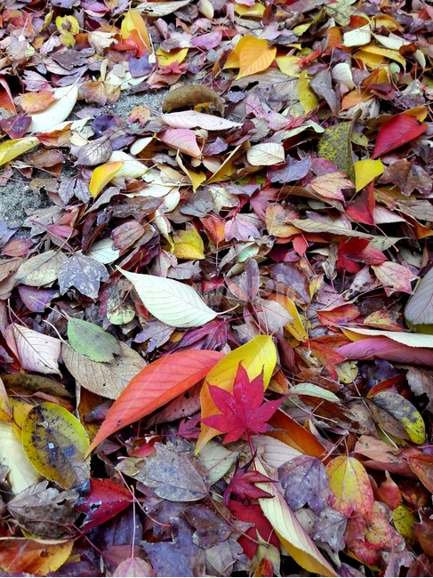 낙엽,fallenleaves,autumncolors,잎,가을,leaf,나무,tree,바닥,ground,식물,plant,maple,fall