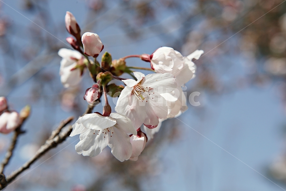 벗꽃,벗나무,꽃,벗꽃잎,꽃잎,봄꽃,봄,식물,자연,공원,식물,자연,plants,nature,꽃,flower