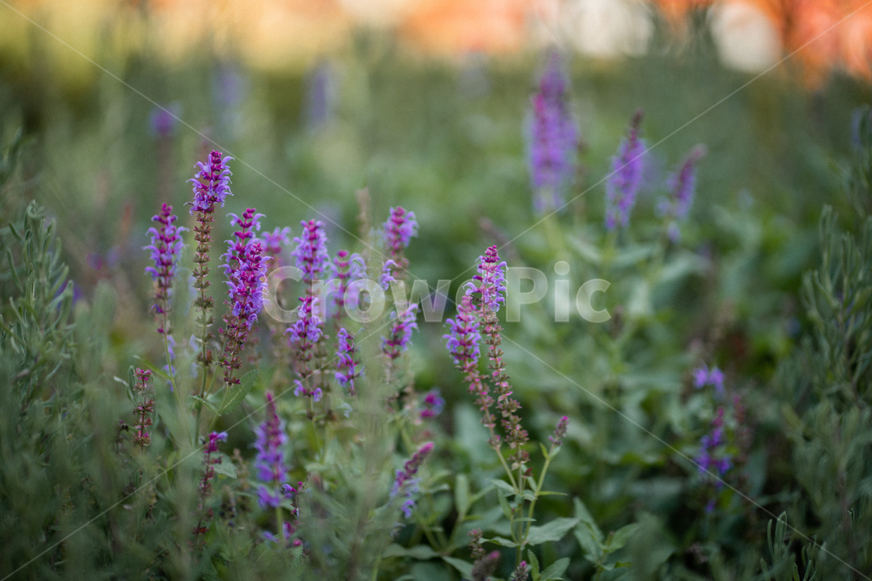 가을,햇빛,꽃,들꽃,감성,공원,봄,식물,보라색,보라,초록,식물,자연,plants,nature,꽃,flower