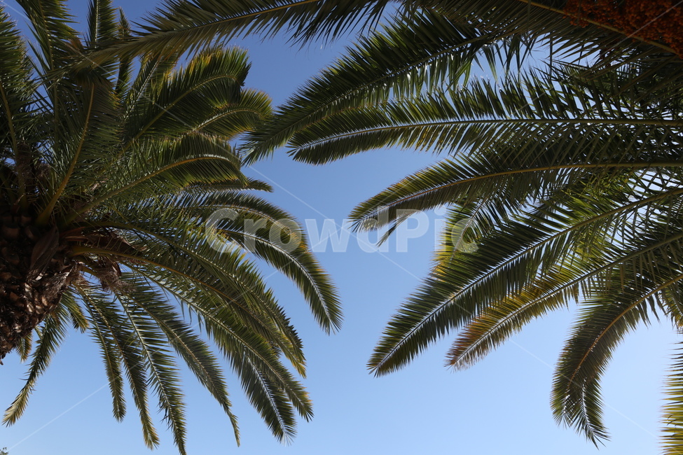 palmtree,야자수,tree,나무,plant,식물,summer,여름,여름,계절,summer,season,식물,자연,plants,nature,나무,trees,wood