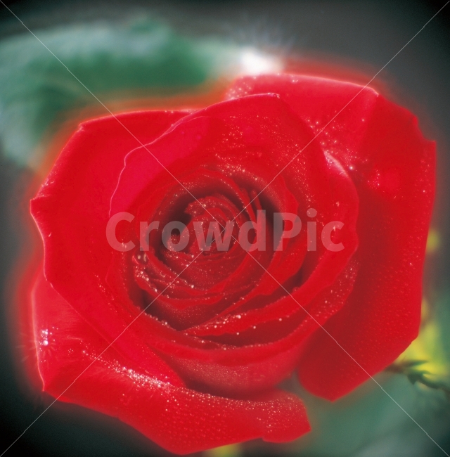 꽃,장미,이미지,배경,빨간색,red,클래식,열정,예쁜,background,backdrop,꽃한송이,소프트필터,이슬,식물,자연,plants,nature,꽃,flower,감성,sensible,feeling