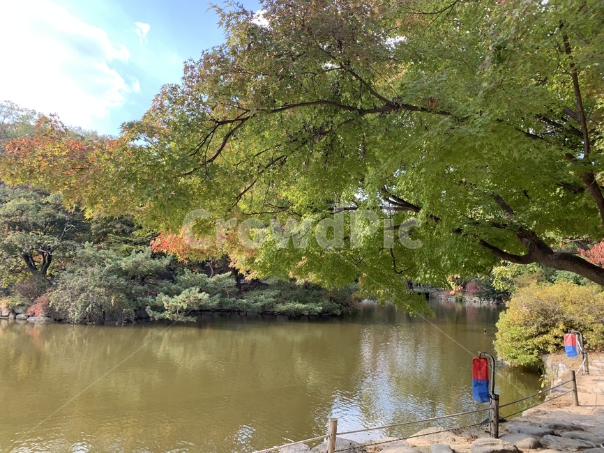 자연,물,nature,나무,풍경,창경궁