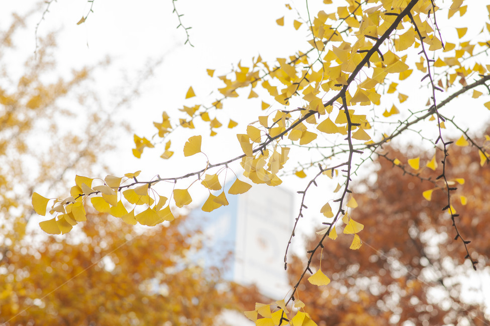 은행나무,가을,단풍,노랑,나무,가을단풍,감성,가을풍경,풍경,가을,계절,fall,autumn,season