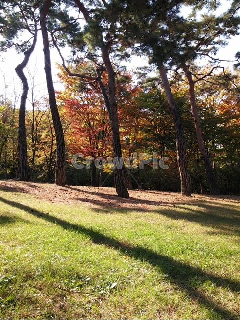 자연,나무,공원,그림자,가을,가을,계절,fall,autumn,season,자연,풍경,nature,landscape,tree,plant,식물,tree trunk,나무 줄기,ground,바닥