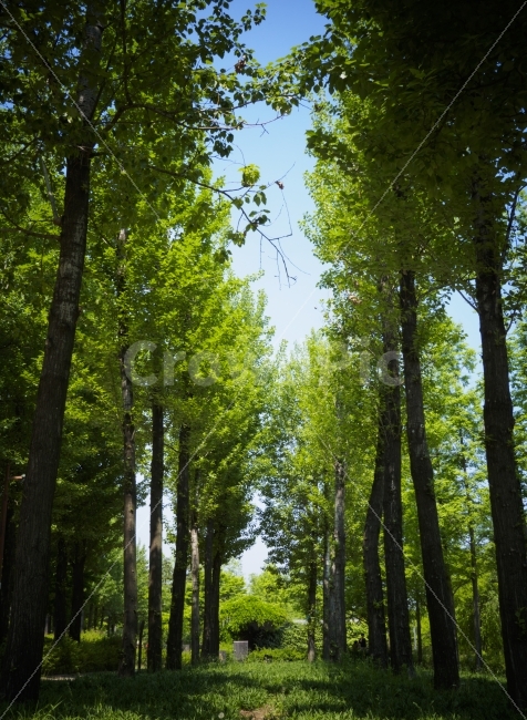 자연,길,나무,선유도공원,푸른,하늘,공원,휴식,나뭇잎,잎,녹색숲,nature,tree,trees,park,blue,sky,emo,landscape,way,green,자연,풍경,nature,landscape,휴식,힐링,rest,relaxation,healing,plant,식물,vegetation,초목,woodland,삼림지,forest,숲,outdoors,옥외,land,땅
