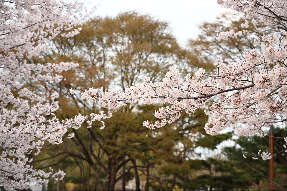 벛꽃,가지,나무,tree,cherryblossoms