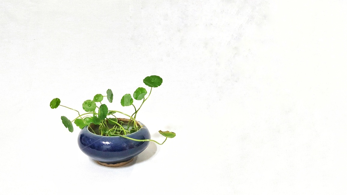 화초,화분,식물,조자기,실내용화초,인테리어,실내디자인,plants,nature,배경,동양,한국문화,초록,실내장식,식물,자연,plants,nature,꽃,flower