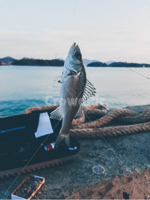 물고기,고기,낚시,바다,자연,동물,animal,어류,물고기,fish
