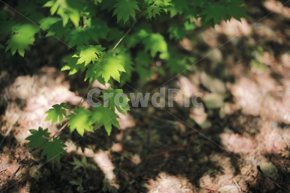 여름,날씨,자연,빛,그림자,그늘,식물,자연,plants,nature