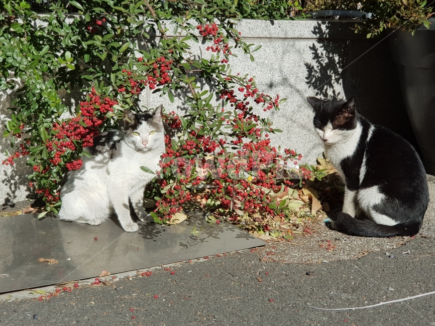 고양이,두마리,다정,cat,예쁨,친구,겨울풍경,동물,animal,포유류,mammal,고양이,cat,kitten,kitty
