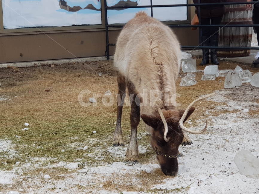 동물,animal,사슴,겨울,deer,동물,animal,포유류,mammal