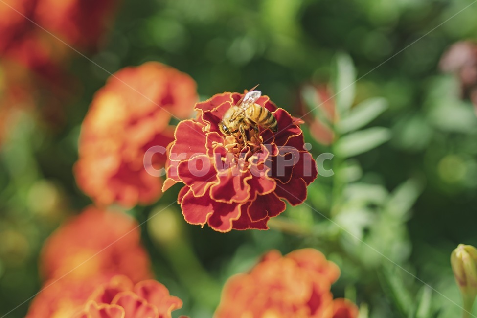 plant,식물,pollen,flower,꽃,blossom,animal,동물,bee,insect,honeybee,꿀벌,접사,아웃포커싱,곤충,식물,자연,plants,nature,꽃,flower