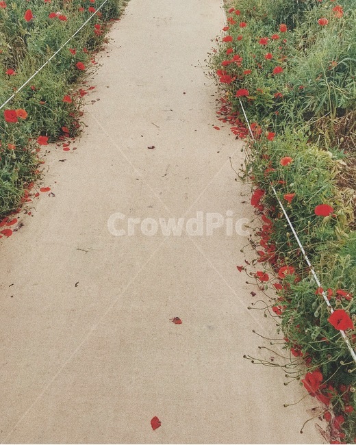 양귀비,길,꽃,꽃길,산책,산책로,자연,식물,자연,plants,nature,꽃,flower