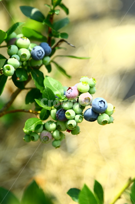 블루베리,베리,과일,나무,식품,농장,과수원,묘목,과수,blueberry,berry,fruit,tree,food,farm,orchard,seedling,fruittree,식물,자연,plants,nature,과일,열매,fruit
