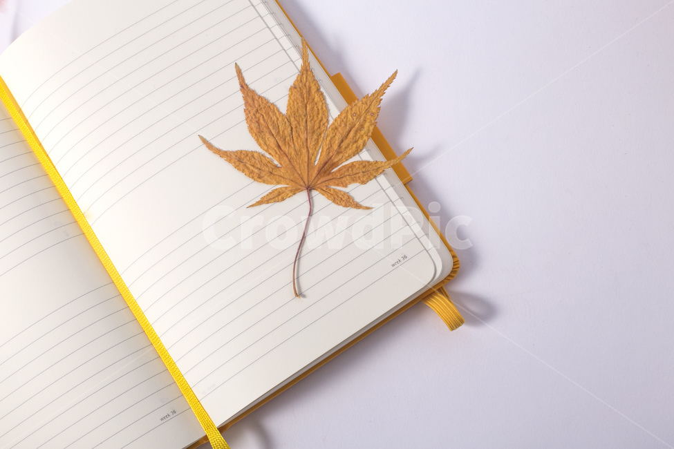 노트,다이어리,메모,기록,낙엽,단풍잎,가을,책갈피,가을,계절,fall,autumn,season,plant,식물,leaf,잎