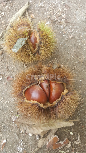 밤,가시,밤송이,바닥,땅,과일,열매,fruit
