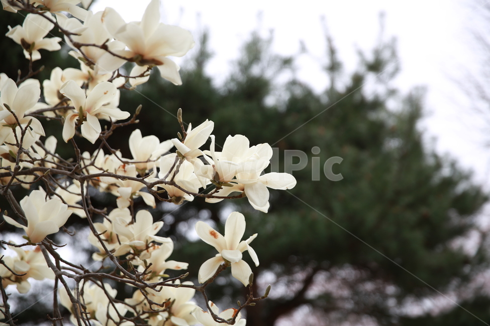 plant,식물,flower,blossom,꽃,꽃잎,식물,자연,plants,nature,꽃,flower