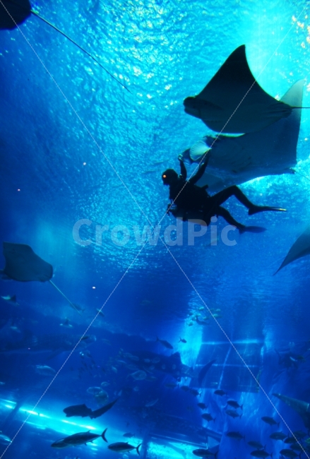 수족관,가오리,물고기,실루엣,인물,동물,animal,어류,물고기,fish,사람,인물,인간,human,person,인물실루엣,사람실루엣,character silhouette,human silhouette,water,물,manta ray,만타 레이,sea life,해양 생물,outdoors,옥외