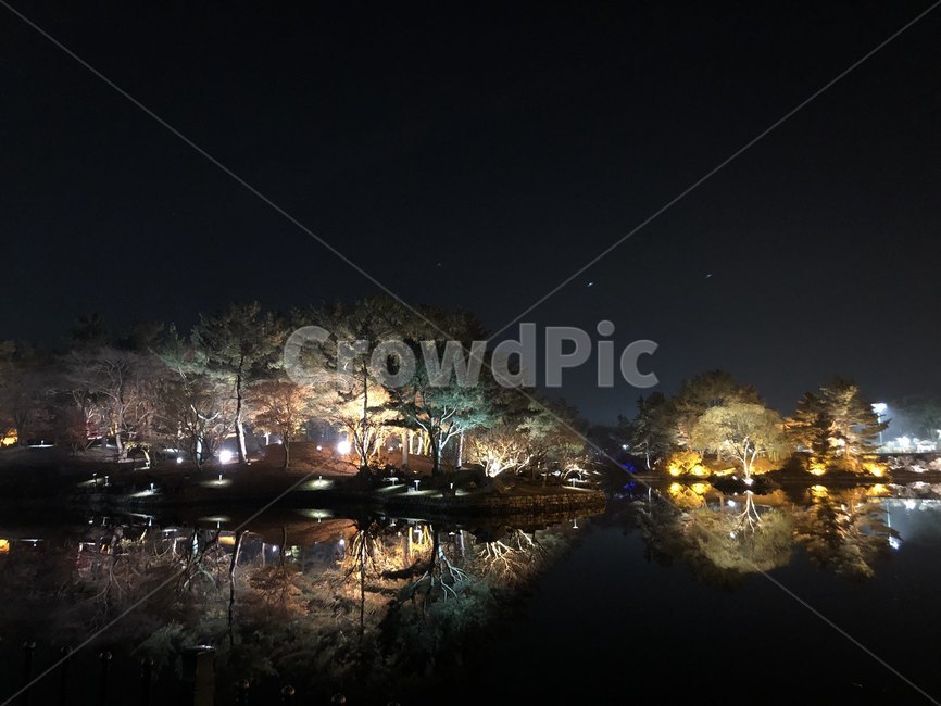 안압지,밤,나무,조명,반사,야경,밤,풍경,nightscape,night,landscape,랜드마크,landmark,tourist attraction,한국랜드마크,한국관광지,한국명소,korea landmark,korea tourist attraction,nature,자연,outdoors,옥외