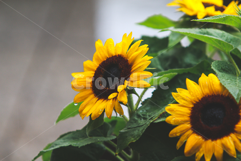plant,식물,flower,꽃,해바라기,sunflower,rain,비