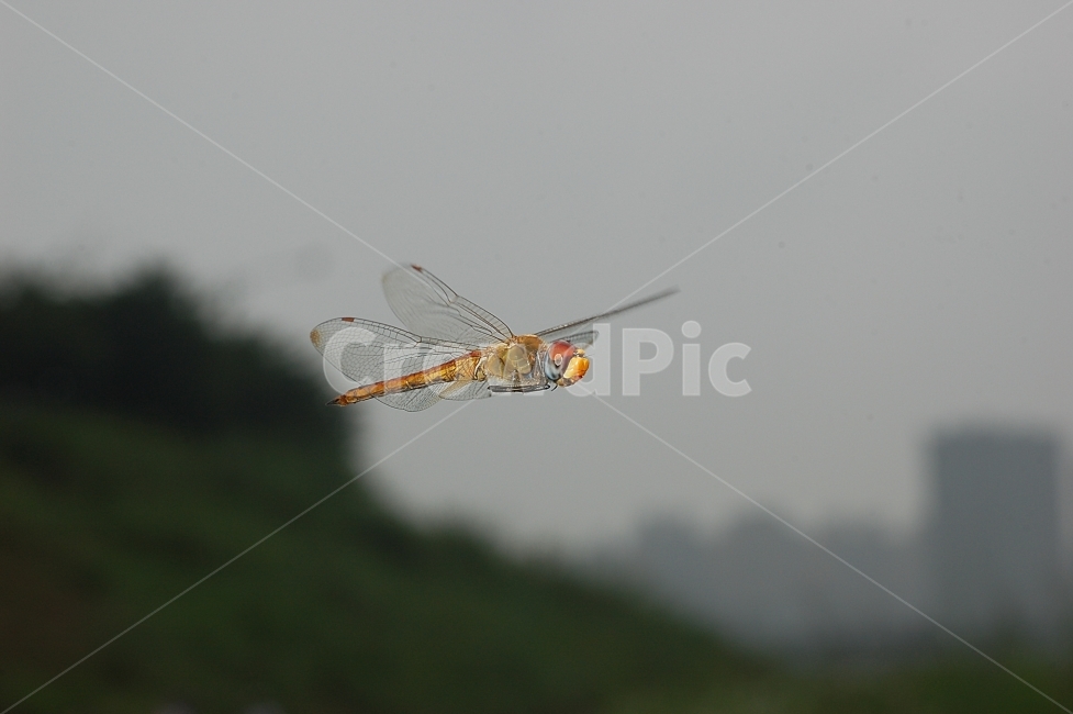 자연,곤충,잠자리,비행,호버링,근접촬영,접사,nature,flying,동물,animal,곤충,벌레,insect,bug