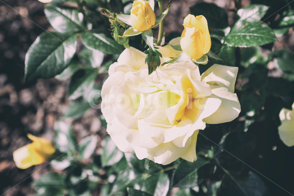 꽃,여름,여름꽃,장미,rose,식물,자연,flowers,summer,summerflowers,plant,정물,장미축제,nature,여름,계절,summer,season,식물,자연,plants,nature,꽃,flower,blossom