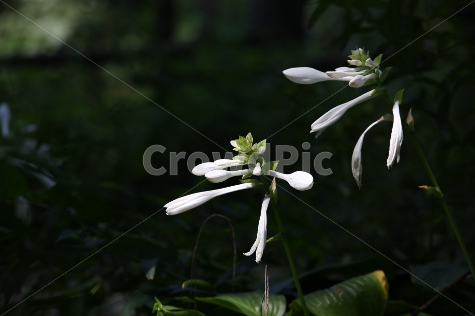 원추리꽃,꽃,순수,식물,백색,식물,자연,plants,nature,꽃,flower
