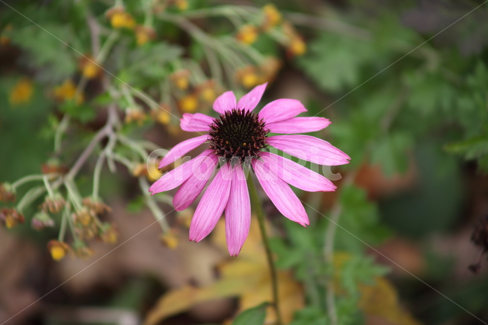 분홍,가을,꽃,에키네시아,echinacea,식물,자연,plants,nature,꽃,flower