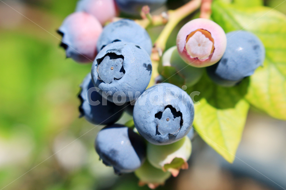 블루베리,블루베리열매,블루베리과일,블루베리재배,블루베리농사,과일,열매,fruit,농업,농사,agriculture,farming,farming industry