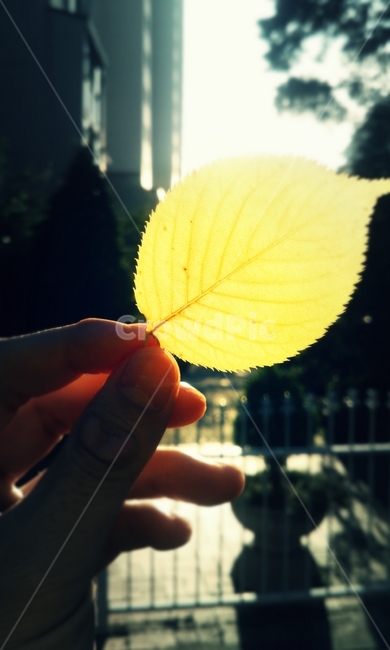 leaf,잎,plant,식물,빛,햇빛,식물,자연,plants,nature