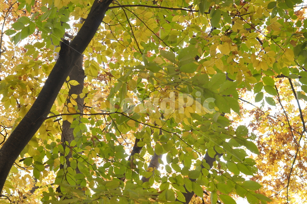 가을,나무,가을풍경,풍경,단풍,낙엽,가을,계절,fall,autumn,season,자연,풍경,nature,landscape,tree,plant,식물,leaf,잎