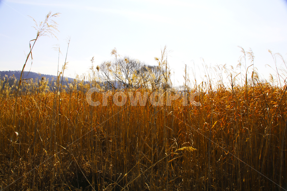 갈대,억새,하천,숲,산,나무,가을,추억,쓸쓸함,고요함,가을,계절,fall,autumn,season,자연,풍경,nature,landscape,grass,잔디,plant,식물,field,들