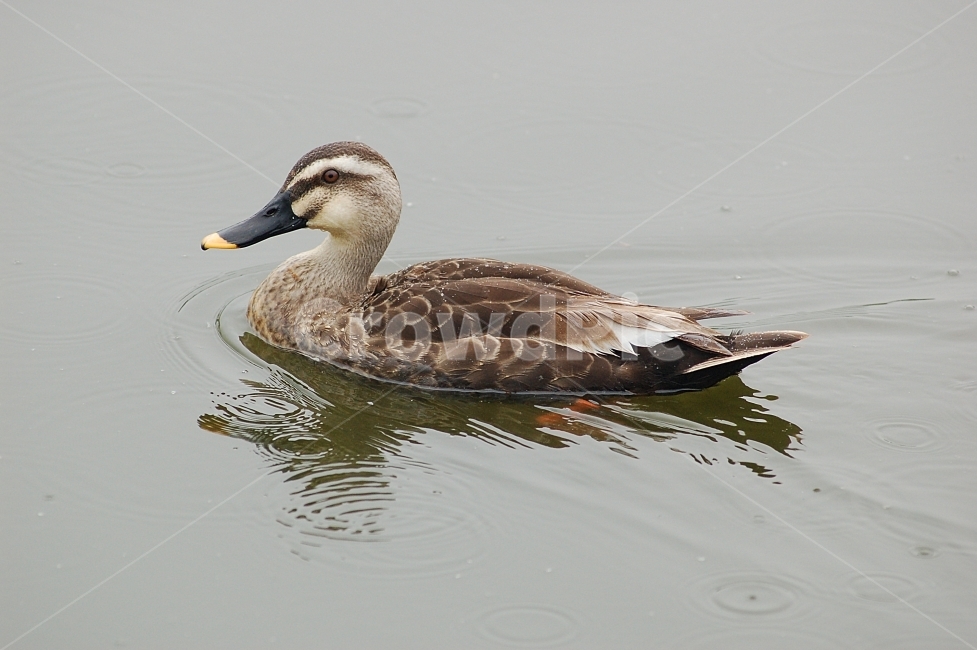 자연,조류,새,오리,물,Nature,birds,water,동물,animal,조류,새,birds