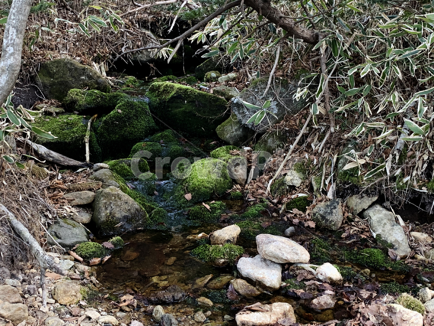 water,물,plant,식물,개울가,이끼,나무