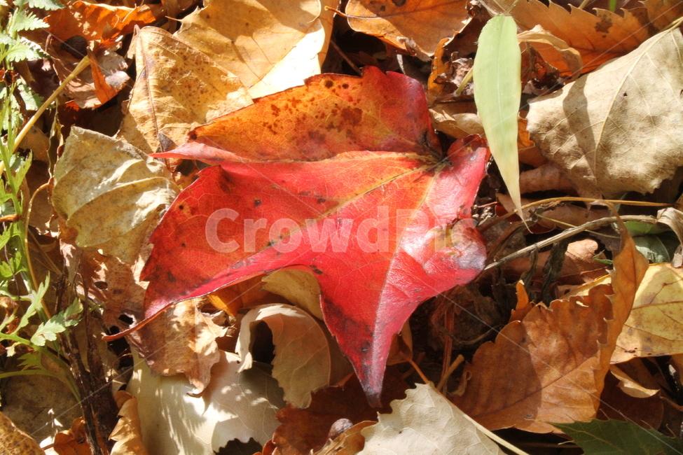 낙엽,단풍,가을,엽록소,redleaves,가을,계절,fall,autumn,season,leaf,잎,plant,식물,tree,나무,sea life,해양 생물,food,음식,animal,동물,lobster,랍스터,seafood,해물,maple,maple leaf,단풍잎