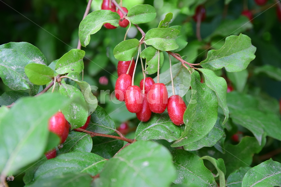 barley tree,Sweet and sour,barley fruit,Fruit,fruits,red fruit,redfruits,Moraceae