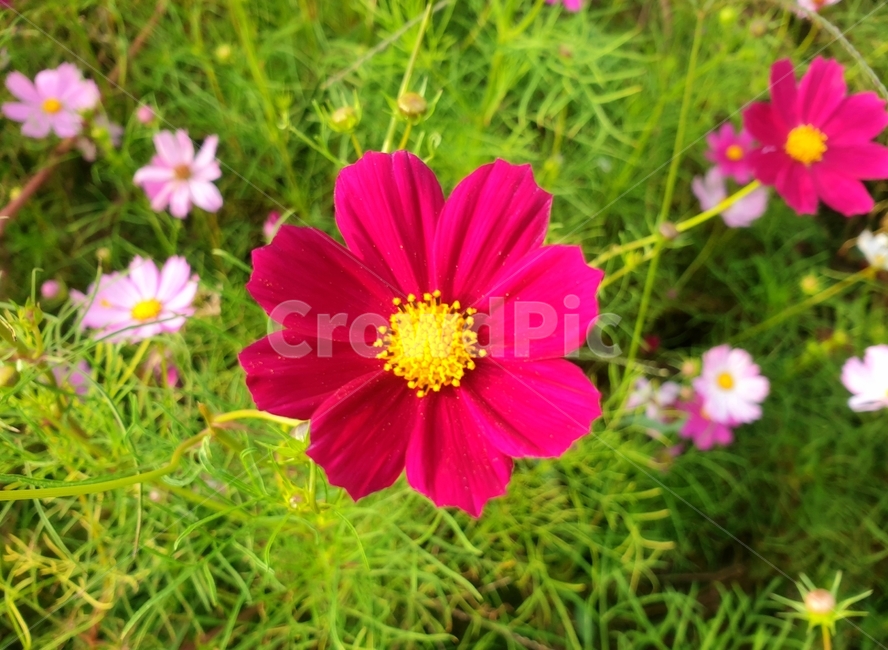 plant,식물,꽃,코스모스,flower,pollen,blossom,가을,계절,fall,autumn,season,꽃,flower,petal,꽃잎