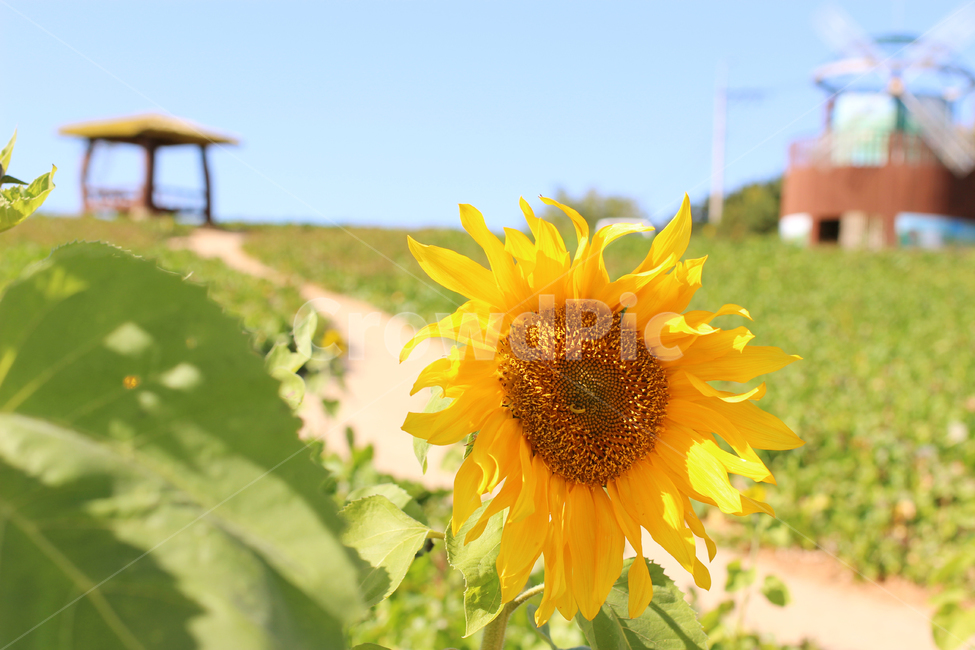자연,꽃,꽃밭,오두막,해바라기,해바라기밭,햇살,노란꽃,여름,계절,summer,season,식물,자연,plants,nature,꽃,flower,plant