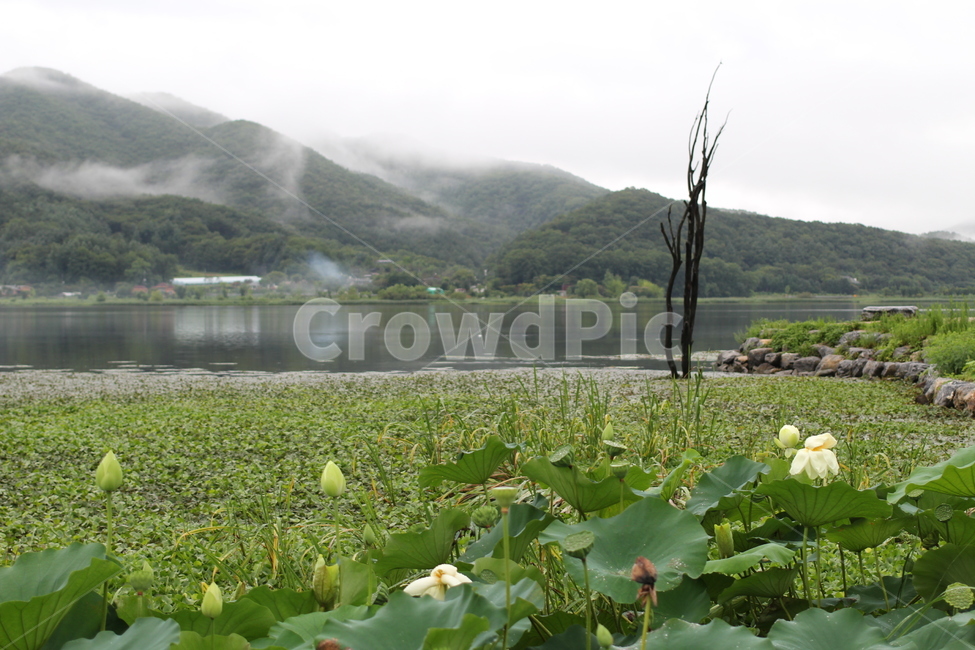 비오는풍경,아침안개,연못,연꽃,봄비,자연,풍경,nature,landscape,한국자연풍경,한국자연경관,korea nature landscape,outdoors,옥외