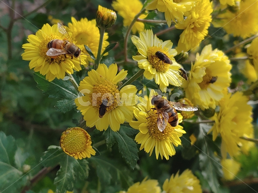 bee,벌,곤충,꿀벌,국화,기생파리,honeybee,식물,자연,plants,nature,꽃,flower,곤충,벌레,insect,bug