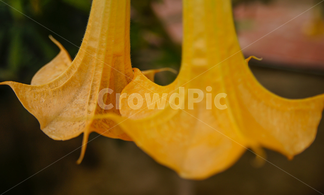 꽃,나팔꽃,노랑,하우스,풋사랑,기쁨,덧없는사랑,식물,자연,plants,nature,꽃,flower