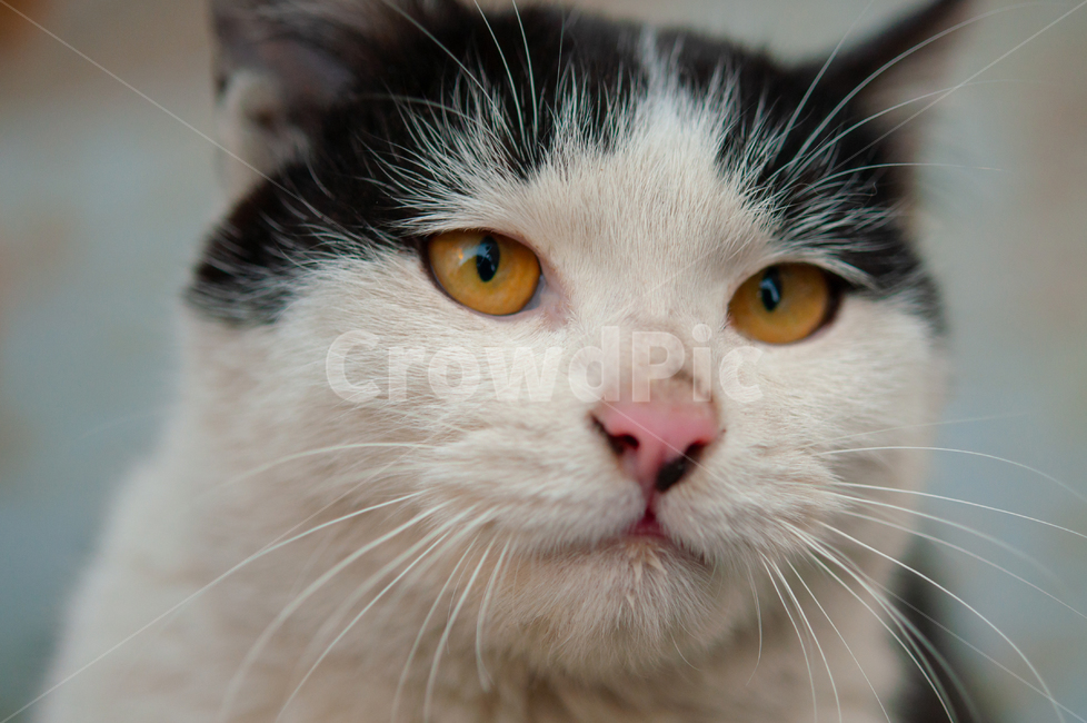 귀여운,수염,털,야생,배경,cute,beard,fur,wild,background,동물,animal,애완동물,pet,mammal,포유류,cat,고양이,동물,animal,포유류,mammal,고양이,cat,kitten,kitty