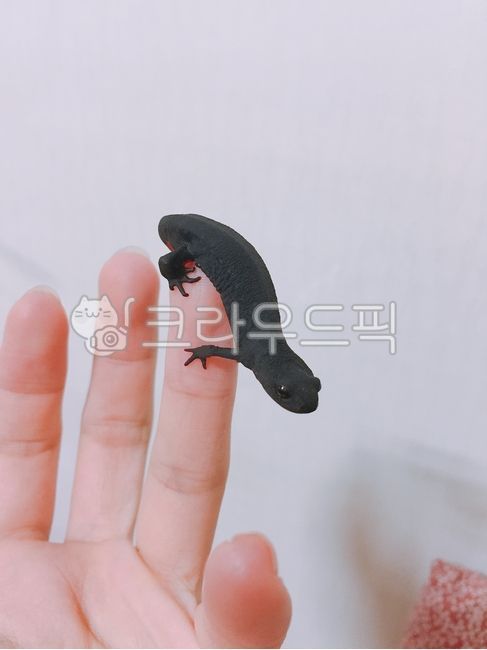 신체부위,사람,도마뱀,물도마뱀,레드밸리뉴트,뉴트,작은도마뱀,애완동물,양서류,물생,검정색동물,붉은색동물,야행성동물,물고기,redvalleynewt,수족관동물,작은동물,작은애완동물,소동물,손,손가락,finger,bodypart,hand,독성이있는동물,귀여운동물,동남아동물,특이한동물,멸종위기동물