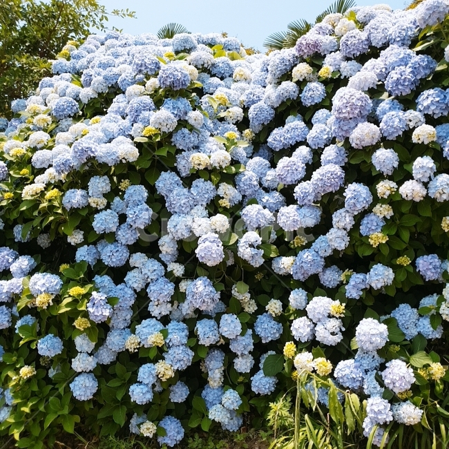 꽃,수국,다발,자연,하늘,파랑
